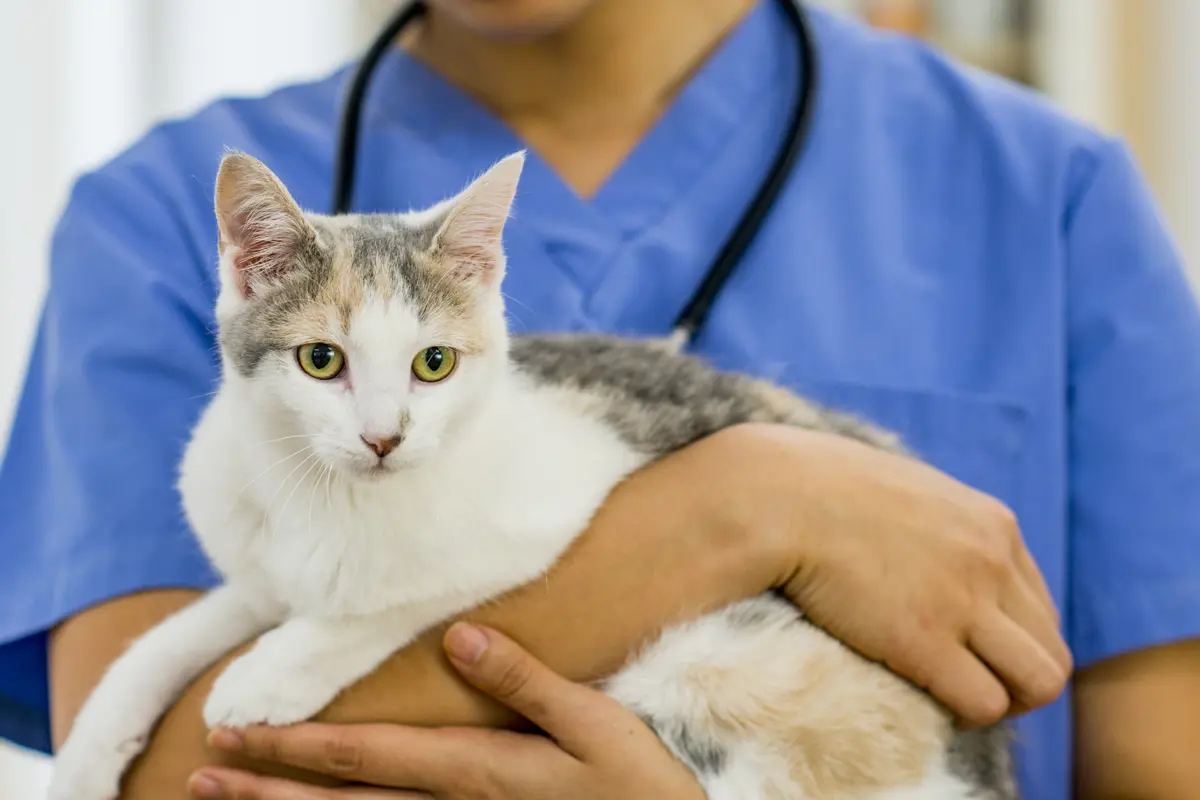 Vet holding cat