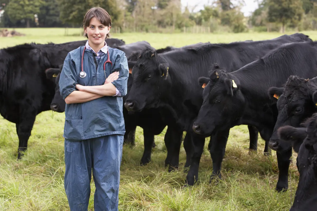 Vet in front of cows